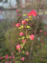 IMG_2796_200.jpeg