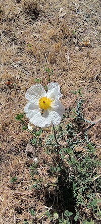 White prickly poppy_200.jpeg