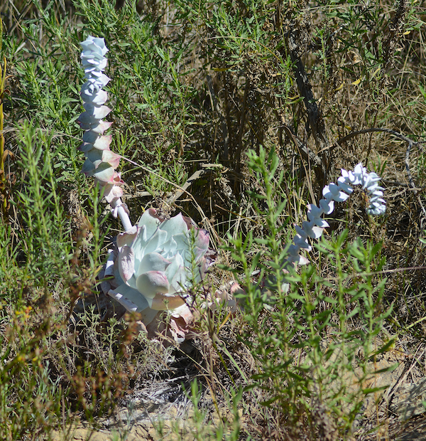 cactus.png