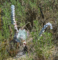 cactus_200.png