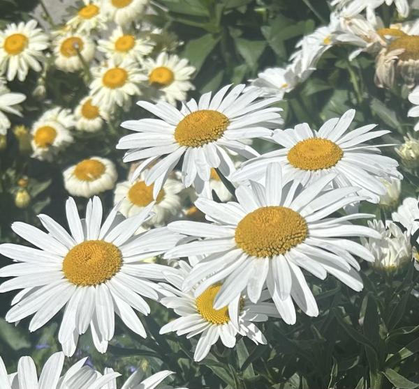 daisies.jpeg