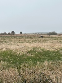 irish_field_200.jpeg