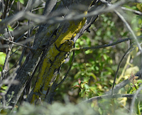 lichen_200.png