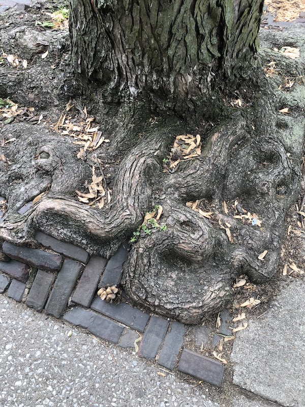 roots.JPG