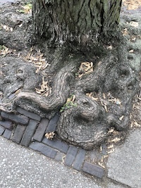 roots_200.jpeg