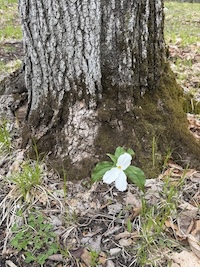 trillium_200.jpeg
