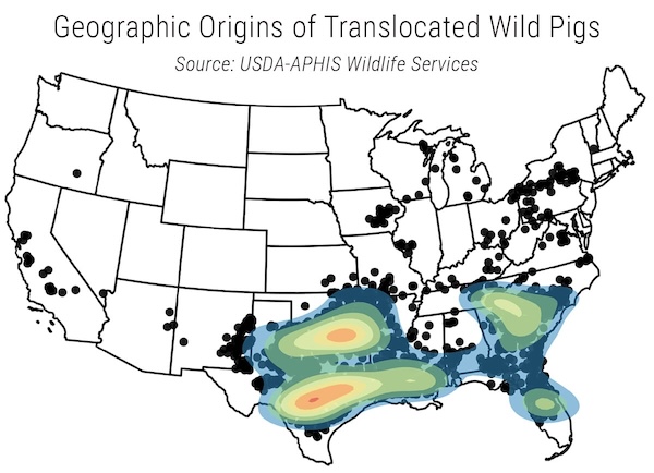 wild-pig-control-translocation.jpg